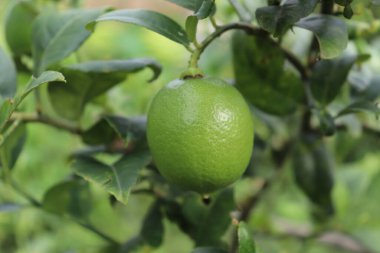 Görüntü, yeşil yapraklarla çevrili, gün ışığında yakalanmış olgunlaşmamış bir kireç dalına asılı. Meyve ve yapraklara odaklan..