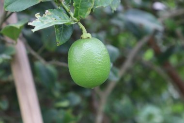 Açık havada çoklu yeşil yapraklı bir ağaç dalında asılı olgunlaşmamış turunçgil meyvesi resmi, yumuşak bir bokeh arka planla doğal ışıkta yakalanmış..