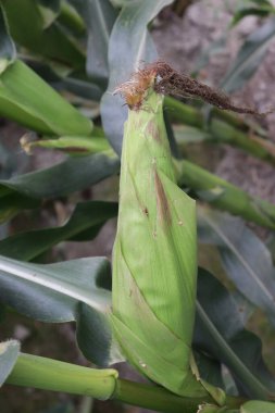 Makro, yeşil sapına bağlanmış, olgunlaşmamış bir mısır koçanını ipekle yakalıyor. Yaprakların ayrıntıları.