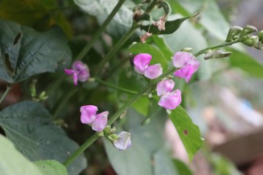 Büyüleyici çekim, canlı pembe çiçeklerle süslenmiş yeşil fasulye sapının karmaşık yapısını sergiliyor. Doğal botanik detaylarına odaklan..