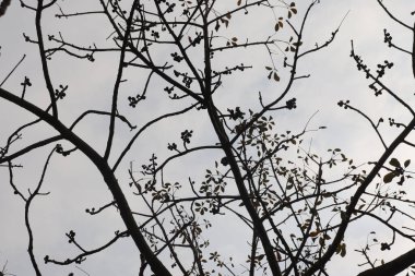 Bulutlu bir gökyüzüne karşı siluet, doğayla gökyüzü arasında bir zıtlık oluşturan, dut ve birkaç yaprak ile benekli çıplak ağaç dallarını ortaya çıkarıyor..