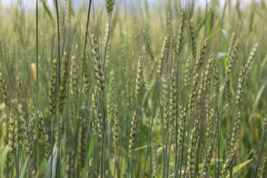 Görüntü, yeşil buğday saplarının yakın çekim görüntülerini gösteriyor. Ekilmiş tahıl ekinleri hasat için hazır, sağlıklı beslenme ve tarıma odaklan.