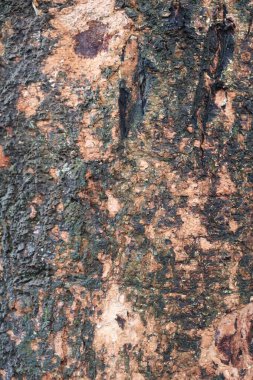 Detaylı kahverengi ağaç kabuğu dokusu kaba bir yüzeyi, karmaşık desenleri ve doğal detayları vurgulayan küçük yosun parçalarını gösterir..