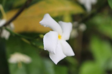 Saf beyaz yasemin çiçeğinin canlı sarı merkezli ve yemyeşil yapraklarla zıt bir görüntüsünü yakalar..