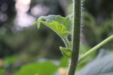 Yaprak damarlı kıllı yeşil bitki sapı. Yumuşak bokeh arkaplanı doğal elementleri vurgular, sakin ve detaylı bir botanik sahnesi oluşturur.