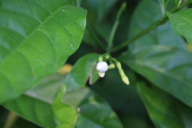 Çiçeklenmemiş beyaz tomurcuk, doğal büyümeyi vurgulayan canlı yeşil yapraklar ve bitki gövdeleri arasında narin botanik ayrıntılar sergiliyor..