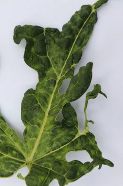 Canlı yeşil bir yaprağın yakın çekimi, görünür damarları ve delikleri olan kıvrımlı bir yaprak. Yaprak, parlak beyaz bir arkaplanda izole edilmiş bozulmuş ve hasarlı kenarları gösterir..