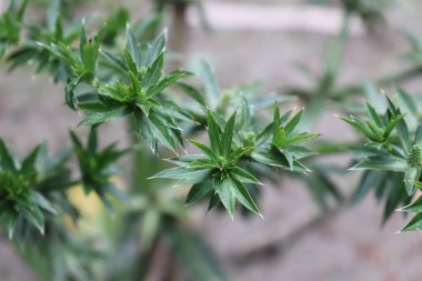 Canlı, sivri yeşil yapraklı, bulanık bir zemin üzerine kurulmuş Eryngium çiçekli bir bitki yakalar..