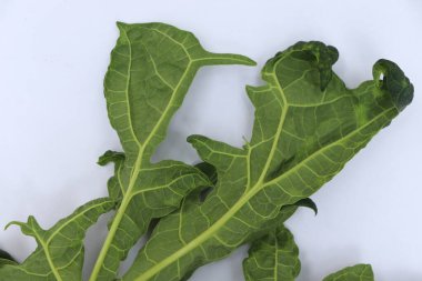 İzole edilmiş bir stüdyo çekiminde belirgin damarları olan taze yeşil papaya yaprakları temiz beyaz bir arkaplan ile renklendirilir..