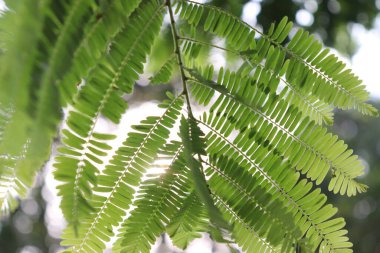 Yakın plan çekimi, karmaşık dokuları olan taze yeşil tropikal yaprakları vurguluyor, yumuşak, dağınık ışığa karşı doğadan esinlenilmiş bir arka plan yakalıyor..