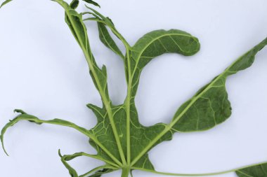 Yakından bakıldığında, yemyeşil bir Manihot esculenta yaprağının temiz, minimalist beyaz arka planına karşı ayrıntılı havalandırma ve dokusunu gösteriyor..