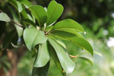 Yuvarlak, pürüzsüz ve görülebilir damarlı yapraklardan oluşan canlı bir dalın yakalanması yeni bir botanik görüntüsü yaratıyor. Doğal yeşil dokuları vurgulayan detaylı yakın çekim.