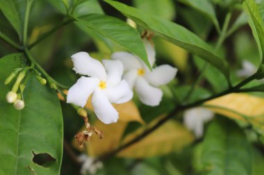Yakından bakınca, yeşil yapraklı beyaz fırıldak Jasmine çiçekleri yakalıyor, yemyeşil bir tropikal bahçedeki narin sarı merkezleri ortaya çıkarıyor..
