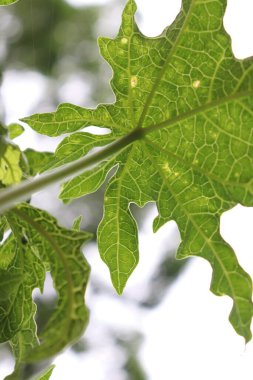 Dokusunu ve botanik detaylarını vurgulamak için doğal olarak ışıklandırılmış yeşil papaya yaprağının karmaşık damarlarını ve palmat şeklini gösteren yakın çekim..