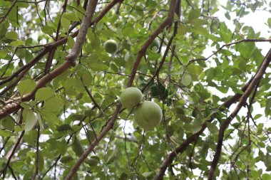 Resim, dalları yoğun yapraklar ve olgunlaşmamış yeşil meyvelerle kaplı bir nar ağacını gösteriyor. Doğal güneş ışığı filtreleri, canlı, organik bir bileşim yaratıyor..