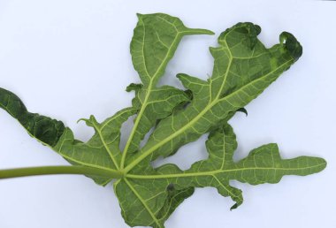 Yakın plan çekimde canlı yeşil papaya yaprağı var. Yaprak, beyaz bir arkaplan karşısında ayırt edici loblar ve karmaşık damar kalıpları gösterir..
