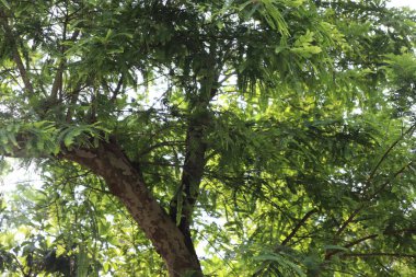 Yeşil yapraklarından süzülen güneş ışığı olan büyük bir ağaca bakarak doğal ve canlı bir manzara yaratıyor. Doğa ya da ormancılık için mükemmel..