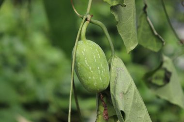Yakın plan çekimde sarmaşığından sarkıtılmış taze, yeşil bir sarmaşık kabağı, canlı yapraklar ve doğal güneş ışığı altında ince dallarla çevrili..