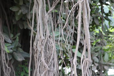 Kahverengi banyan ağacının yakın görüntüsü doğal olarak aşağı sarkan anten kökleri ve arka planda güneş ışığının altındaki yemyeşil yapraklar..