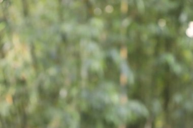 Yeşil ve sarı yapraklı bulanık bir görüntü, yumuşak, bokeh dolu ışık koşulları sergiliyor. Soyut tasarımlar için ideal.