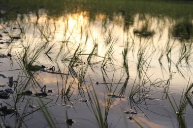 Yakından bakınca çeltik tarlasında filizlenen pirinç filizlerini görüyoruz. Suyun gökyüzünü yansıttığı ve tarım manzarasında gün batımını yansıttığı yer..