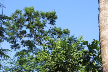 Yeşil yapraklı dallar çerçeveyi dolduruyor, açık mavi gökyüzü arkaplanına zıt olarak, canlı, doğal ve taze bir açık hava manzarası yakalıyor..