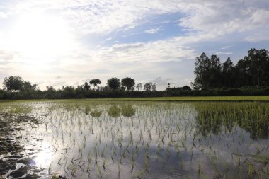 Güneşli bir günde Asya 'da pirinç tarlası. Yeşil pirinç bitkileri kısmen gökyüzü, ağaçlar ve su yüzeyine yansıyan bulutlarla kaplıdır..