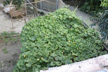 Tepeden çekimde bol miktarda yeşil yaprak ve sarmaşık bitkisinin küçük sarı çiçekleri görülüyor. Bitki arka planda diğer yeşilliklerle birlikte açık havada yetişiyor..