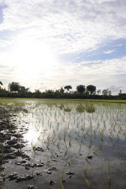 Çeltik tarlasında arka planda ağaçlarla sudan çıkan genç pirinç bitkileri sergileniyor. Yansıyan gökyüzü tarım arazisine huzur katıyor.