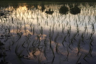 Sudaki genç yeşil çeltik tohumu gökyüzünün renklerini gösterir. Yumuşak günbatımı ışığı yeryüzüne yansıyarak doğal bir desen oluşturur..