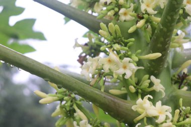 Yakın plan beyaz papaya çiçekleri taze tomurcuklar üzerine yağmur damlaları ve yağmurdan sonra açık yeşil saplar, doğanın güzelliğini gösteriyor..