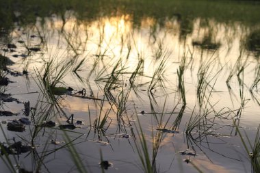 Sudan çıkan genç pirinç bitkileri gökyüzünü, günbatımını ve çevresindeki bitkileri yansıtıyor. Çimleri, çamuru ve ışığı gösterir.