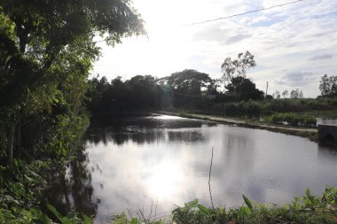 Huzurlu bir manzara, yeşil ağaçlarla çevrili gökyüzünü yansıtan bir nehir ve sakin bir açık havada zengin bir bitki örtüsü içerir..