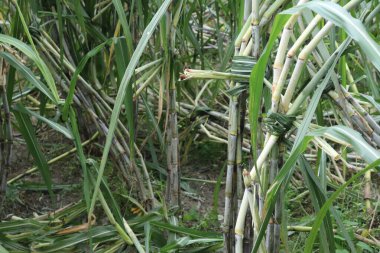 Çiftlikte bitki yapraklarıyla sarılmış şeker kamışı saplarına yakın çekim. Bereketli yeşil çevre, tarım ve tarım için tropikal bitki gösteriyor.