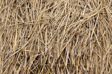 Yakından bakınca organik saman dokularının bir şablon oluşturduğunu görüyoruz. Kurumuş saman yaratıcı tasarımlar için doğal ve kırsal bir zemin oluşturur..