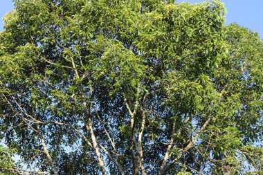 Yoğun yeşil yapraklarla dolu ağaç dallarına yaklaş, açık mavi gökyüzüne karşı yaz güneşli bir günde.