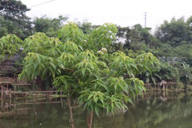 Gölün kenarındaki yemyeşil bir ağacın manzarası. Suyun kenarındaki yaprakları ve çiçekleri sakin bir arka planda ışığı yansıtıyor..