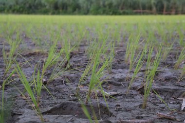 Islak, çamurlu bir tarlada yemyeşil çeltik fideleri yetişir. Canlı bitkiler yumuşak, bulanık arka plana karşı dururlar, huzurlu doğa sunarlar..