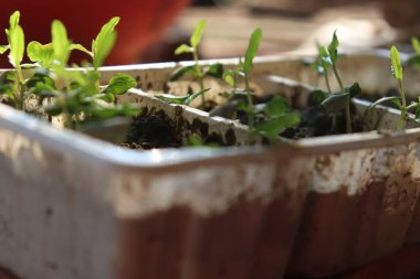 Yakından bakıldığında, koyu, nemli topraktan çıkan taze yeşil lahanalı beyaz filizlenme tepsisi büyümeyi ve yeni başlangıçların vaadini ön plana çıkarıyor..