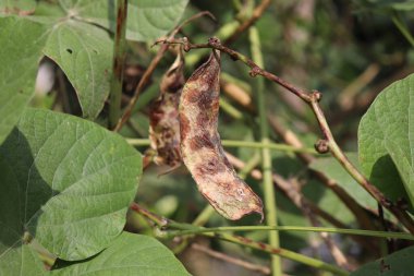 Yakından bakınca yeşil yapraklı bir sarmaşığa asılmış kuru fasulye kabukları görülüyor. Doğal gün ışığı düzeyi organik dokuları geliştirir..