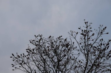 Sumac ağaç dalları bulutlu bir gökyüzünün altında tohum başlarını sergiler. Flora 'nın detaylı görüntüsü, doğanın sessiz arkaplana karşı direncini ortaya koyuyor..