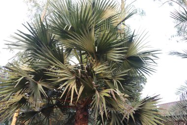 Borassus flabellifer 'ın yapısını parlak, açık hava ortamında kendine özgü yeşil, yelpaze şekilli yaprakları ve doğal dokusu ile vurguluyor..