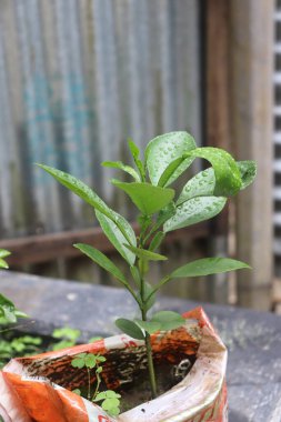 Canlı yeşil yaprakları yağmur damlalarıyla gösteren detaylı bir manzara. Bir yağış sırasında açık havada yakalanan, doğanın güzelliğini ön plana çıkaran.