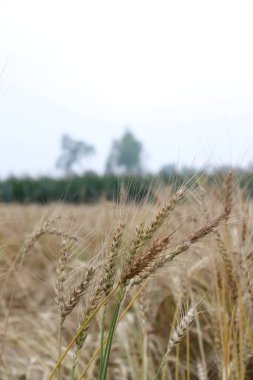 Yakından altın-kahverengi taneli bir buğday tarlası yakalıyor. Ağaçların bulanık arka planı sisli ve puslu bir gökyüzünün doğal bir estetik eklediğini gösteriyor..