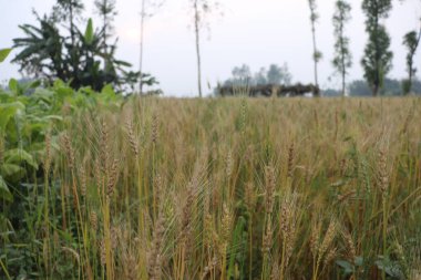 Önü ve arkası bulanık altın buğday dalları. Bulutlu gökyüzünde altın buğday tarlasının manzarası. Ufukta güzel bir gündoğumu var..