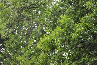 Yemyeşil yapraklarla sarmalanmış yoğun dallar ve küçük beyaz çiçek kümeleri doğal örtüler oluşturur. Arkaplanda güneş ışığı filtreleri.