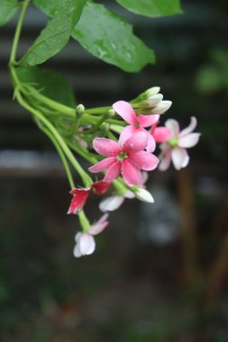 Yakından bakınca, pembe ve beyaz Rangoon sürüngen çiçeklerinin çiçek açtığını, su damlacıkları ve yeşil saplarla süslendiğini, parlak, doğal gün ışığında..