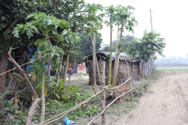 Dışarıdan çekilen fotoğrafta bambu kulübesi, toprak yol ve yeşil yapraklar görünüyor. Bangladeş 'teki bir köydeki kırsal yaşam manzarasını resmediyor, huzur dolu bir özü yakalıyor..