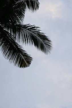 Alçak açı, bulutlu bir gökyüzüne karşı palmiye dallarının siluetini gösteriyor. Doğal ışık ön detayları vurgular.