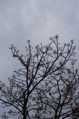 Silüet görüntü, yumuşak bulutlu gökyüzüne karşı dalları ve tomurcukları gösteren karmaşık ayrıntıları içerir. Kompozisyon karşıtlık sağlar.